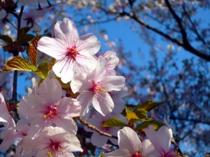 sakura