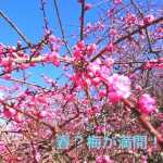 梅　満開