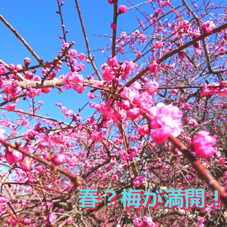 梅　満開